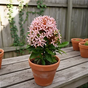 Mini Ixora Rosa