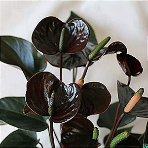 Antúrio Negro - Anthurium Andraeanum 'Black Love'