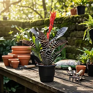 Bromélia Aechmea Chantinii 'Black' ou Bromélia Zebra