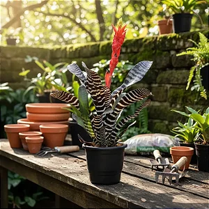 Bromélia Aechmea Chantinii 'Black' ou Bromélia Zebra