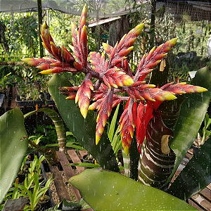 Aechmea Chantinii 'Black' ou Bromélia Zebra