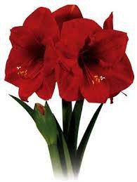 Amaryllis Red Lion