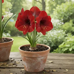 Amaryllis Red Lion