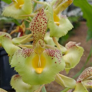 Catasetum Fimbriatum x Pilleatum Imperiallis (Variação nº 3)