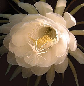 Rainha Da Noite - Epiphyllum oxypetalum