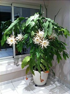 Rainha Da Noite - Epiphyllum oxypetalum