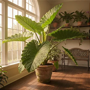 Orelha de Elefante - Alocasia macrorrhiza