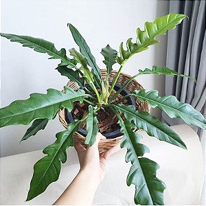 Philodendron ring of fire ‘green