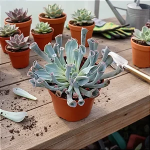 Echeveria Pink Trumpet