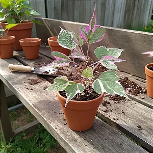 Ipoméia Variegata Rosa