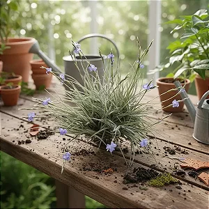 Bromélia Tillandsia bandensis