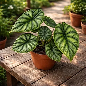 Alocasia baginda ‘Dragon Scale’