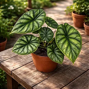 Alocasia baginda ‘Dragon Scale’