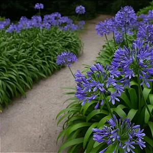 Agapanthus Azul