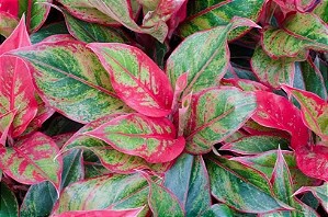 Aglaonema Siam Aurora