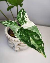 Singônio Variegata