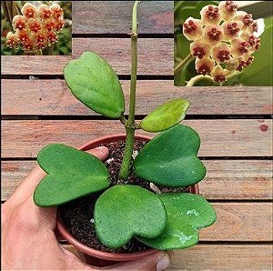 Hoya Kerii - Flor de Cera