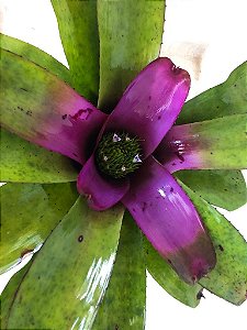 Bromélia Neoregelia 'Concentrica'