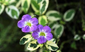 Assistácia gangetica - Asystasia gangetica 'Variegata'