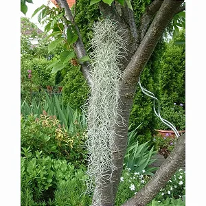 Bromelia Tillandsia Usneoides (Barba-de-Velho) - Norte Americana