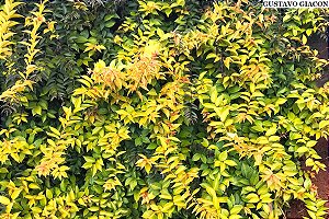 Pereskia aureiflora - Ora-pro-nóbis dourada