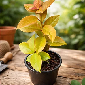 Pereskia aureiflora - Ora-pro-nóbis dourada