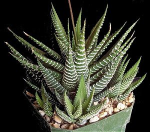 Haworthia fasciata (Rabo de Tatu ou Suculenta Zebra)