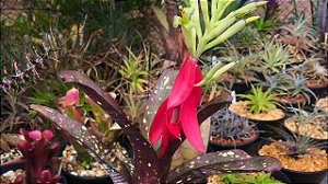 Bromélia Billbergia Amoena