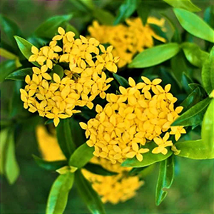 Ixora chinensis Amarela