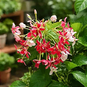 Jasmim da Índia - Quisqualis indica (Trepadeira)