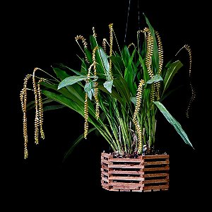 Dendrochillum Magnum