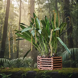 Dendrochillum Magnum