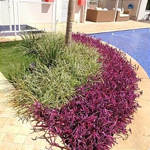 Trapoeraba roxa - Tradescantia pallida purpurea