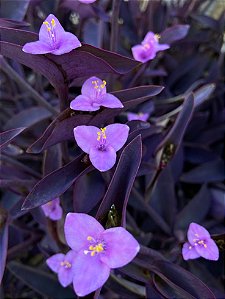 Trapoeraba roxa - Tradescantia pallida purpurea