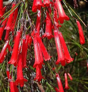 Flor Coral Vermelha - PROMOÇÃO Russelia Equisetiformis
