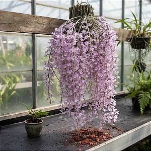 Orquídea Dendrobium Aphyllum ou Pierardii - NO TOCO