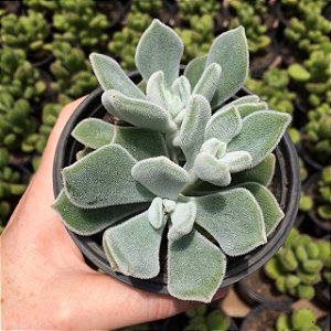 Echeveria Pulvinata Frosty