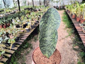 Sansevieria Masoniana Vitoria