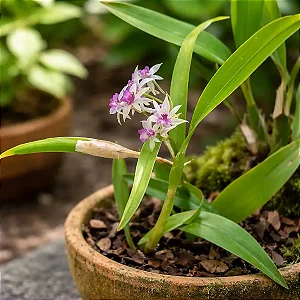 Orquídea Mini Orquídea Scaphyglottis violacea