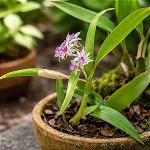 Scaphyglottis violacea