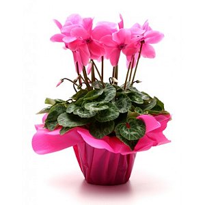 Cyclamen persicum - Ciclame Rosa