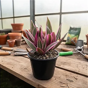 Abacaxi Roxo - Rhoeo Spathacea
