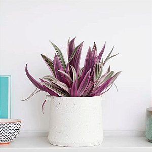 Abacaxi Roxo - Rhoeo Spathacea