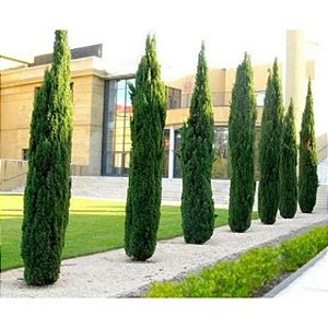 Cipreste Italiano ou Pinheiro Vela - Cupressus sempervirens