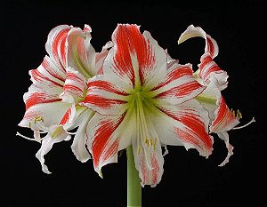 Amaryllis Amorice