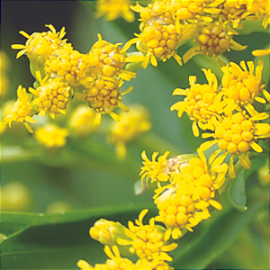 Arnica-do-Brasil - Solidago microglossa