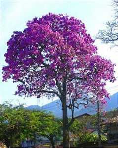 Ipê Roxo - Handroanthus impetiginosus
