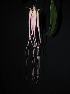 Bulbophyllum Longissimum