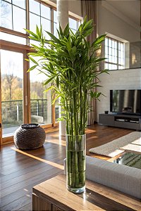 Bambu da Sorte - Dracaena braunii