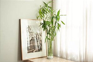 Bambu da Sorte - Dracaena braunii